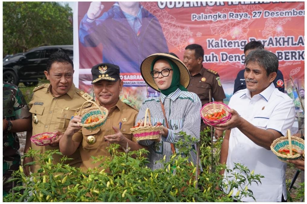 Gubernur Kalteng Sugianto Sabran Panen Perdana Bawang Merah Dan Cabai