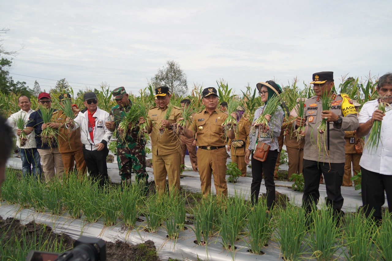 Gubernur Kalteng Sugianto Sabran Panen Perdana Bawang Merah Dan Cabai