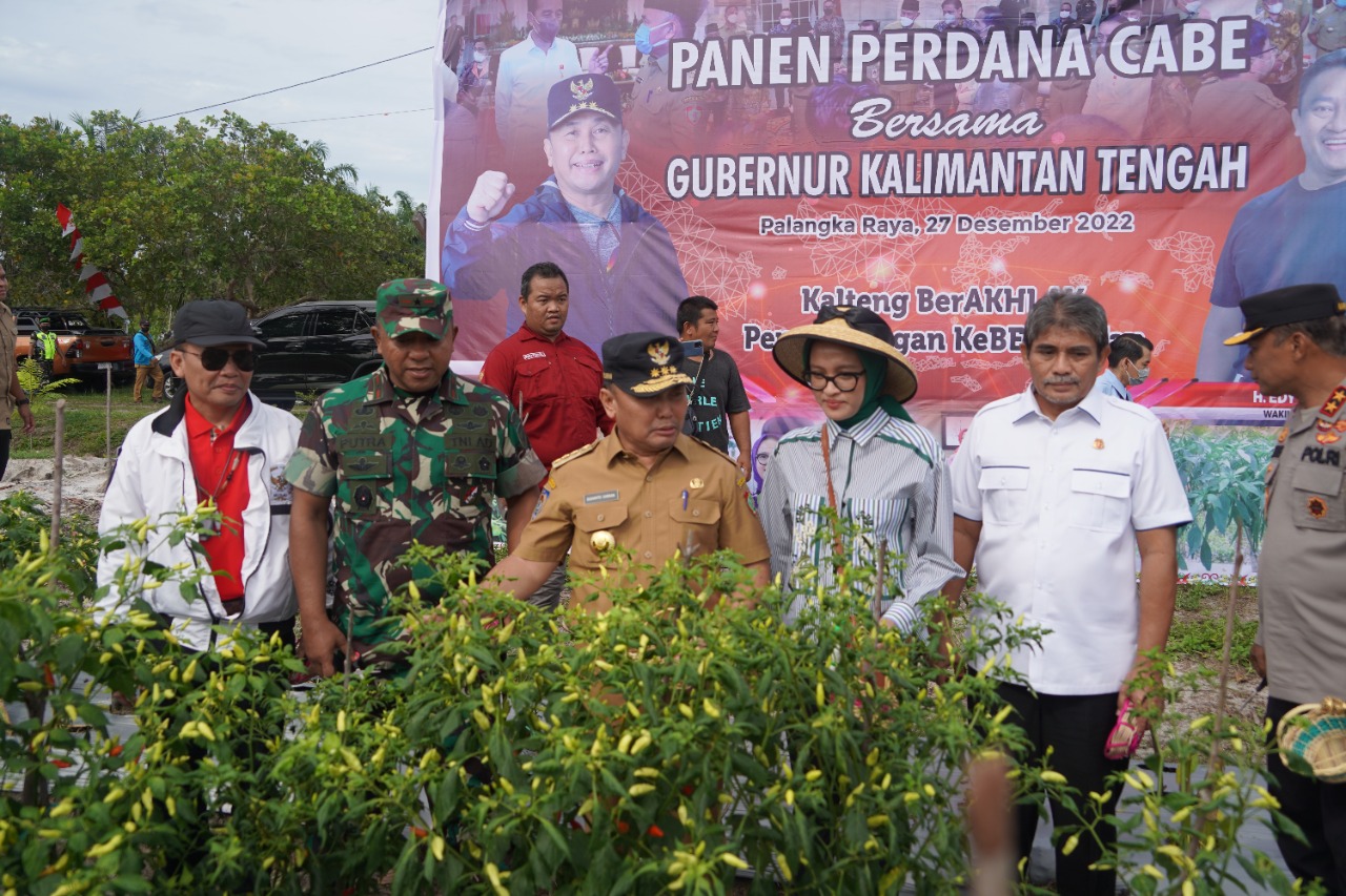 Gubernur Kalteng Sugianto Sabran Panen Perdana Bawang Merah Dan Cabai