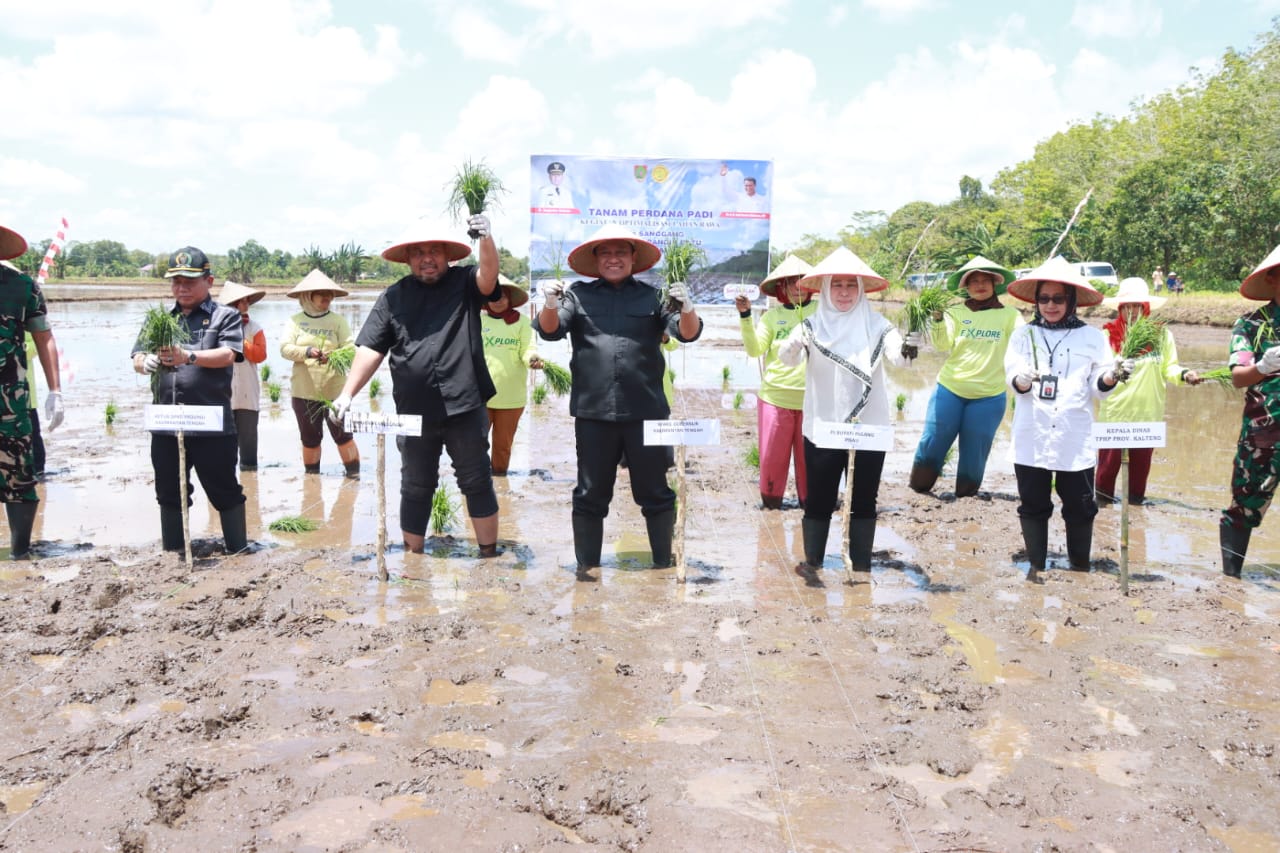 Kementerian Pertanian RI Bersama Jajaran Pemprov Kalteng, Pemkab Pulpis, serta Para Petani Lakukan Tanam Perdana Padi Optimalisasi Lahan Rawa