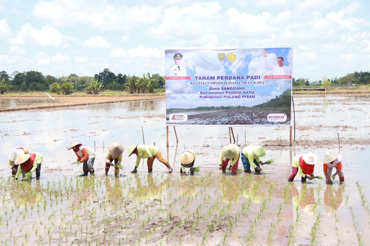 Kementerian Pertanian RI Bersama Jajaran Pemprov Kalteng, Pemkab Pulpis, serta Para Petani Lakukan Tanam Perdana Padi Optimalisasi Lahan Rawa