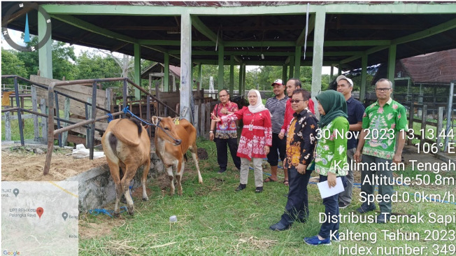 Dinas TPHP Distribusi Ternak Sapi Bali Untuk Kabupaten/Kota