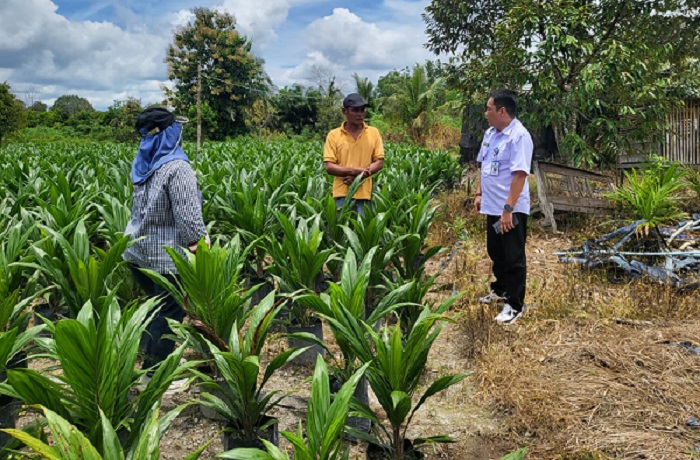 UPT BP3B Dinas Perkebunan Prov. Kalteng Laksanakan Monitoring dan Sertifikasi Benih Sertifikasi Benih Kelapa Sawit