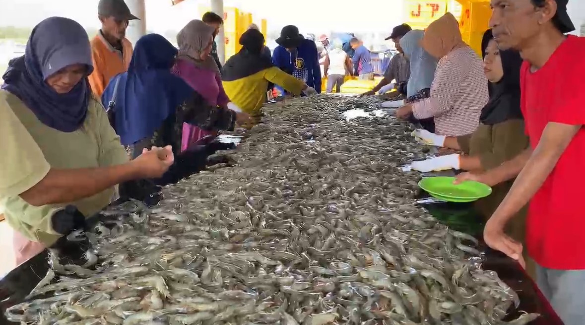 Dislutkan Prov. Kalteng Panen Parsial Pertama Udang Vaname Shrimp Estate BERKAH