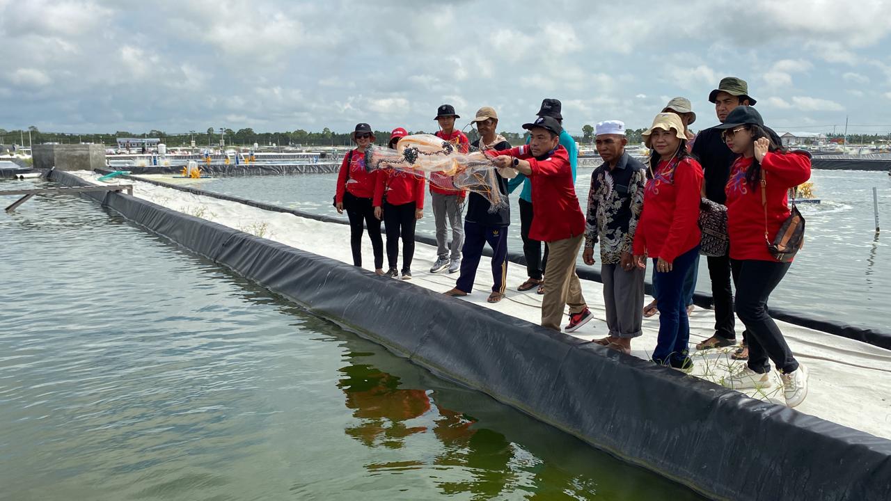 Dislutkan Prov. Kalteng Panen Parsial Pertama Udang Vaname Shrimp Estate BERKAH