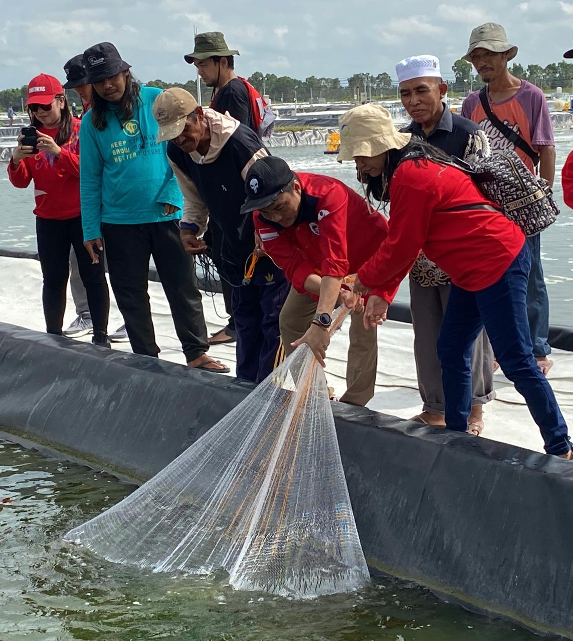 Dislutkan Prov. Kalteng Panen Parsial Pertama Udang Vaname Shrimp Estate BERKAH