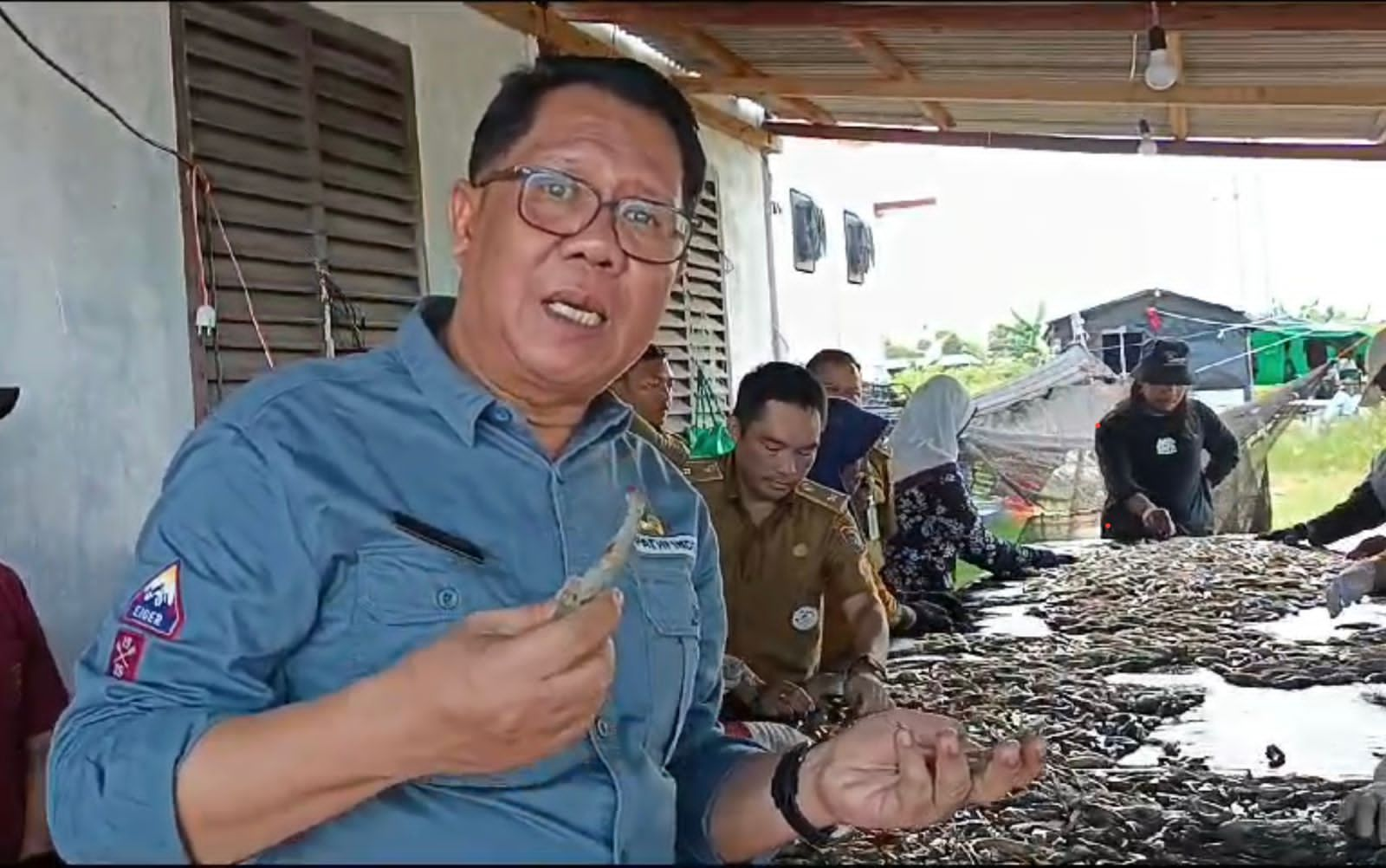 Kepala Dislutkan Darliansjah Ikuti Panen Parsial Udang Vaname Kelima di Shrimp Estate Berkah