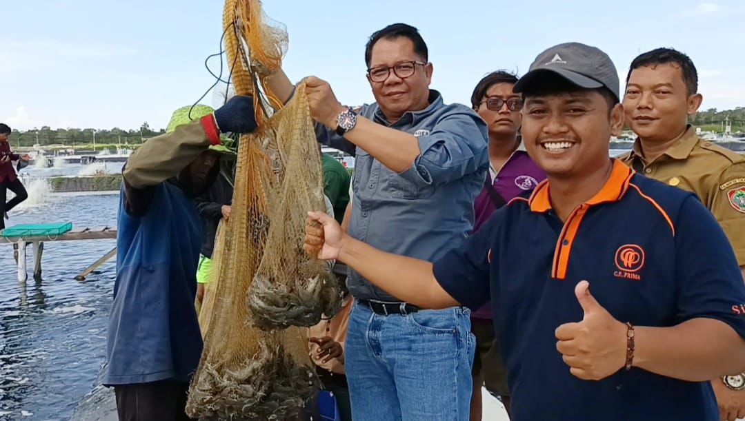 Kepala Dislutkan Darliansjah Ikuti Panen Parsial Udang Vaname Kelima di Shrimp Estate Berkah