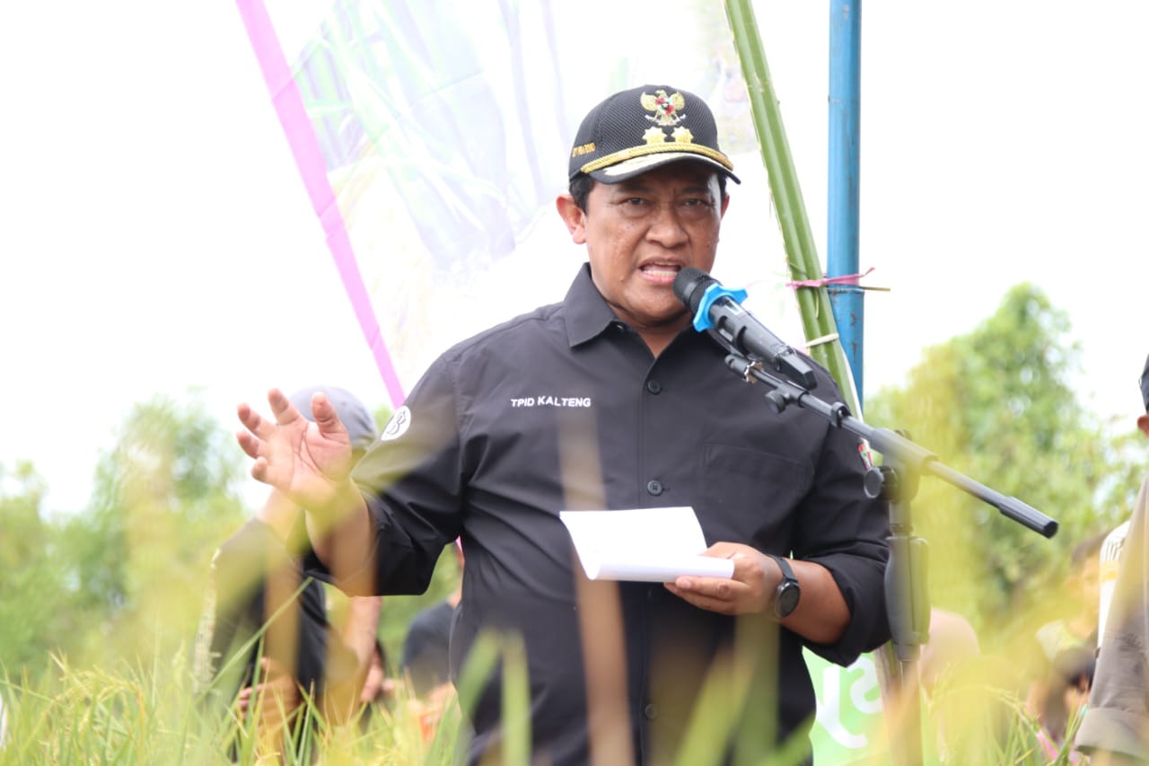 Wagub Kalteng Edy Pratowo Panen Perdana Padi Inbrida