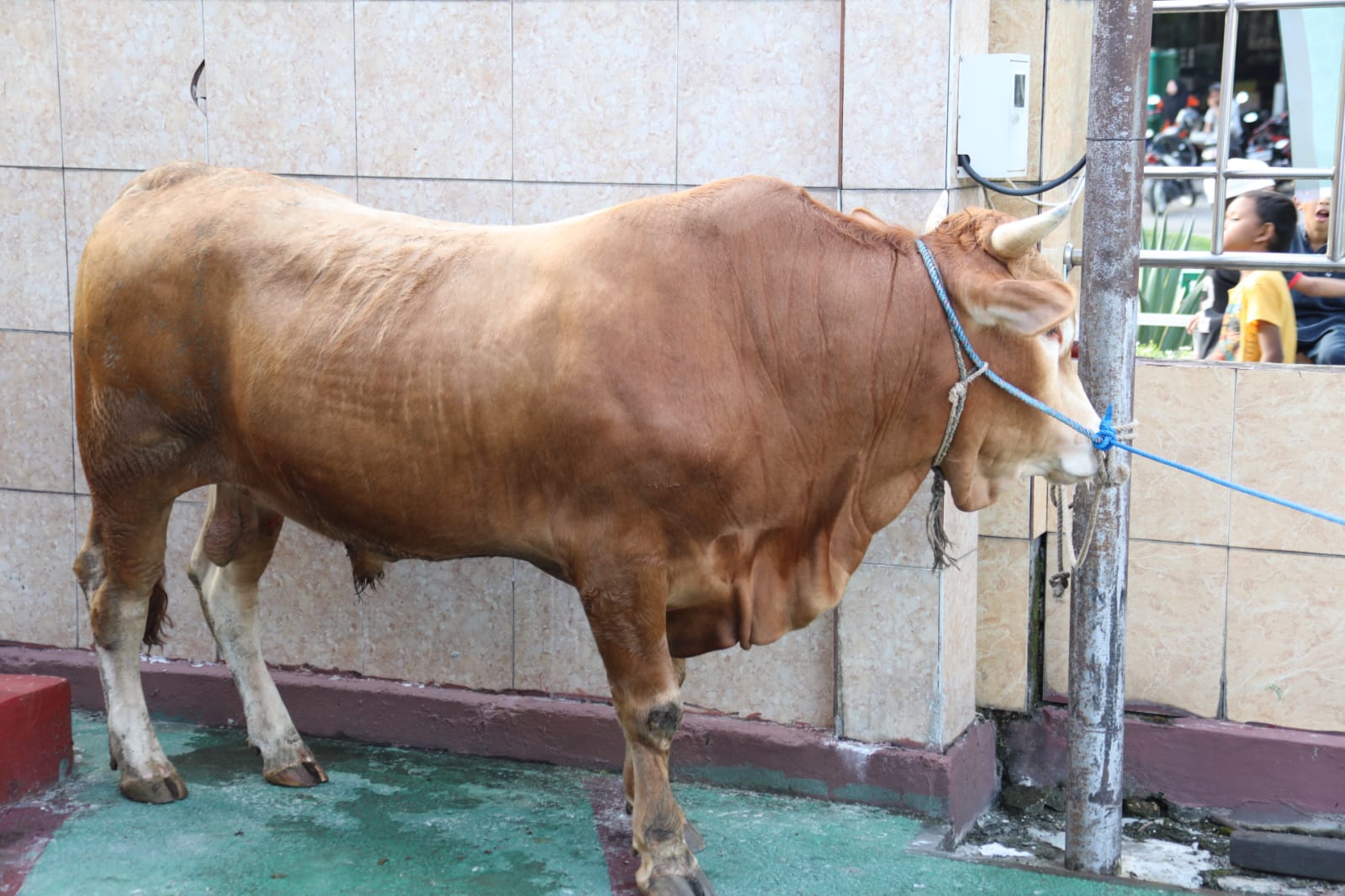 Sekda Nuryakin Serahkan Sapi Untuk Qurban Idul Adha ke Masjid Darussalam dan Masjid Raya Nurul Islam