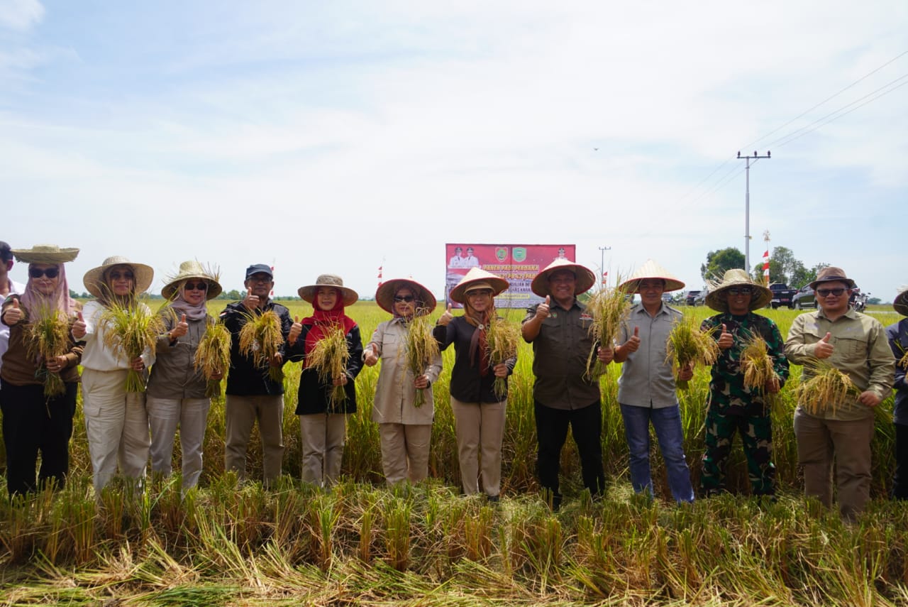 Wagub Kalteng Edy Pratowo Lakukan Panen Perdana Padi Varietas IR 42/PB-41