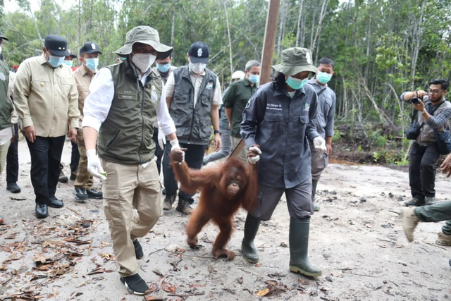 Menteri Kehutanan RI Raja Juli Antoni Resmikan Kawasan Rehabilitasi & Konservasi Orang Utan Nyaru Menteng dan Mengantar Orang Utan Berangkat Ke Sekolah Hutan