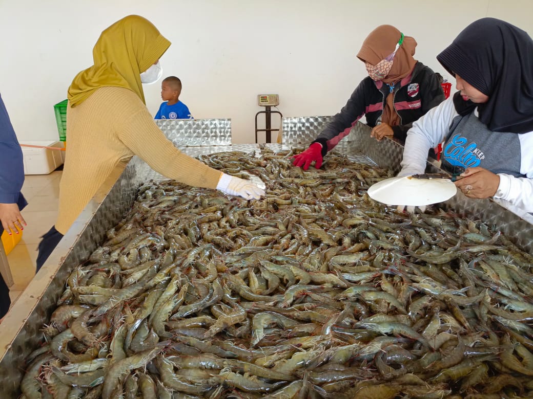 Kadislutkan Darliansjah Harapkan Program Shrimp Estate Dapat Kolaborasi Dibangun Bupati di Pesisir Pantai Lainnya dan Diadopsi Bagi Peningkatan Kesejahteraan