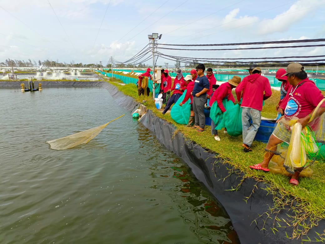 Kadislutkan Darliansjah Harapkan Program Shrimp Estate Dapat Kolaborasi Dibangun Bupati di Pesisir Pantai Lainnya dan Diadopsi Bagi Peningkatan Kesejahteraan