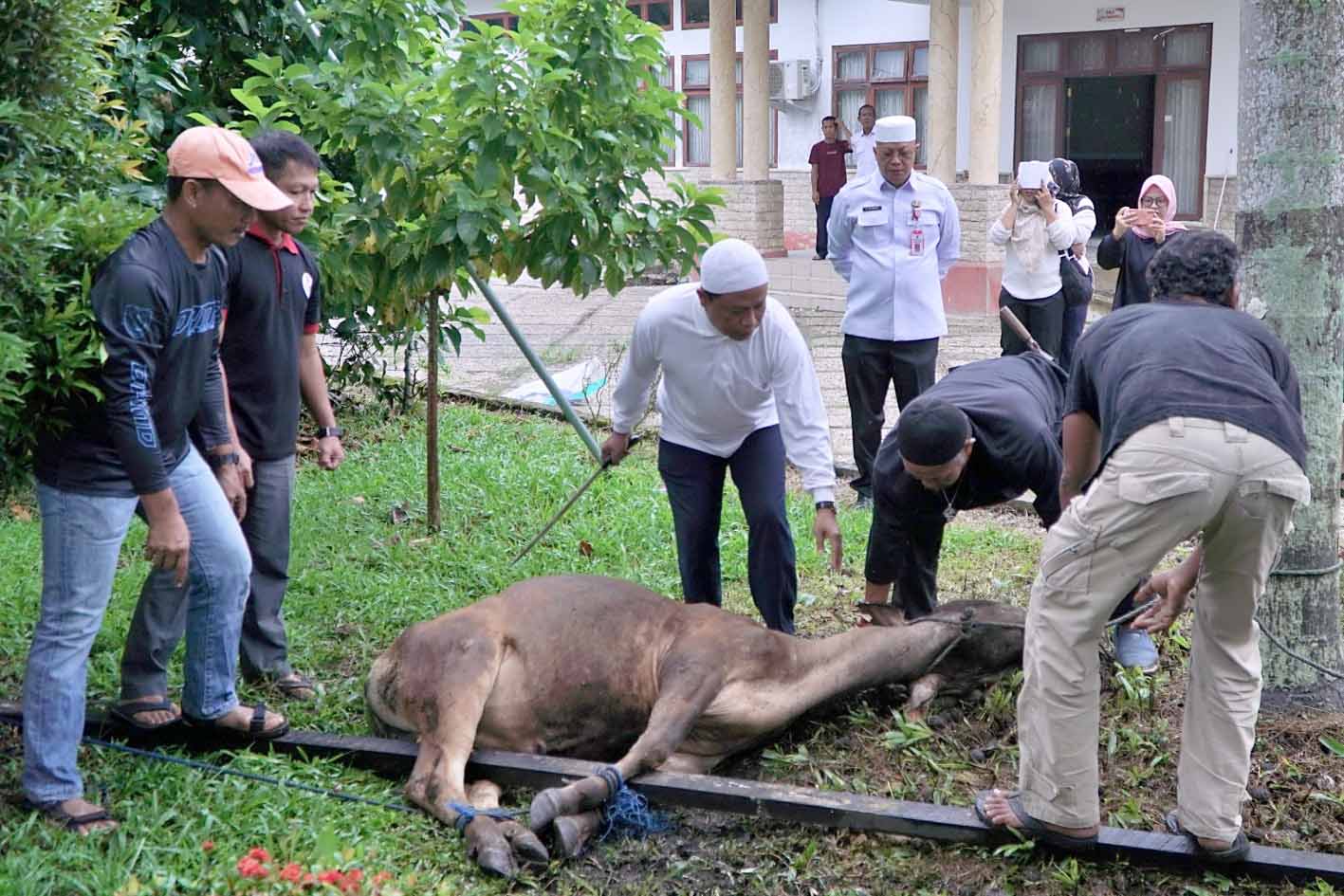 Dinas PMD Prov. Kalteng Laksanakan Penyembelihan dan Pembagian Daging Hewan Qurban