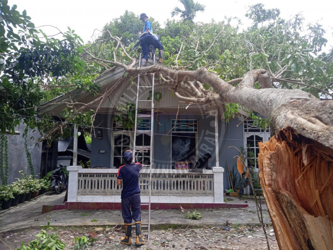 Personil Damkar Evakuasi Pohon Tumbang Menimpa Rumah Warga