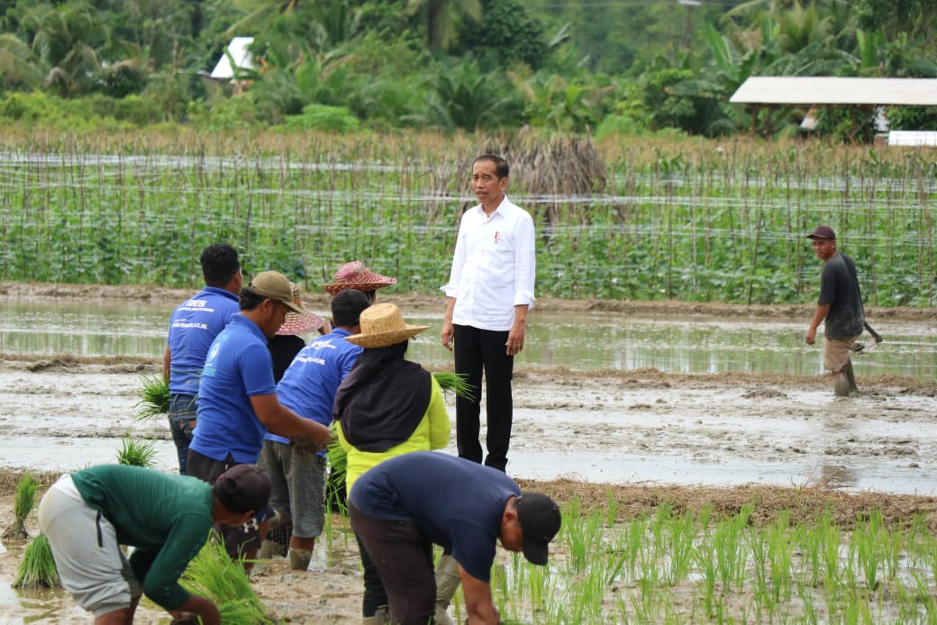 Gubernur Kalteng Sugianto Sabran Dampingi Presiden Republik Indonesia (RI) Joko Widodo ke Lokasi  Lahan Pertanian di Desa Bapeang