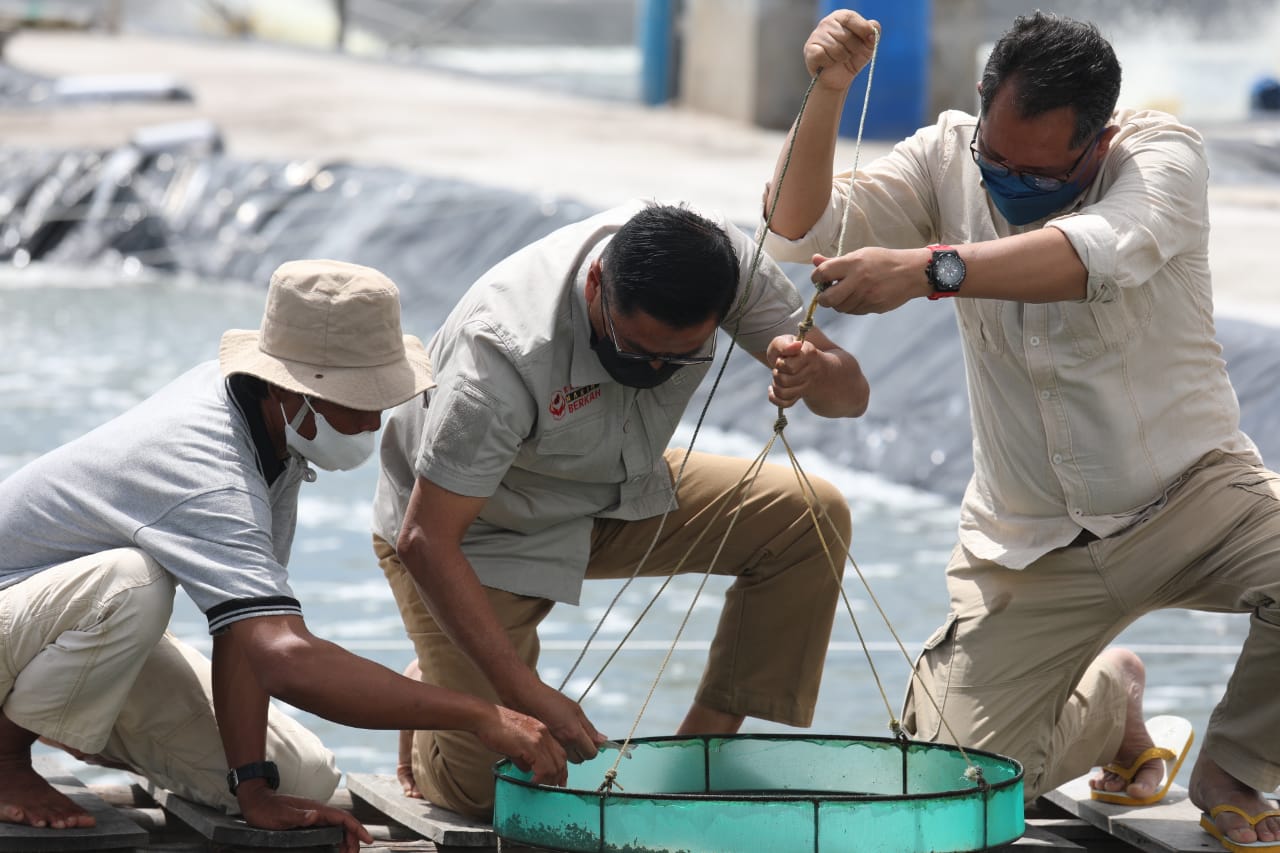 Leonard S. Ampung Meninjau Pembangunan Shrimp Estate/ Udang Vaname Di Sejumlah Tempat Di Kabupaten Sukamara