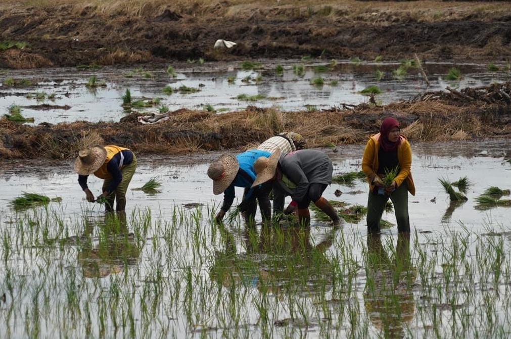 Menteri Pertanian RI Didampingi Gubernur Kalteng Sugianto Sabran Lakukan Peninjauan Area Sawah dan Food Estate di Desa Bentuk Jaya A5 Dadahup