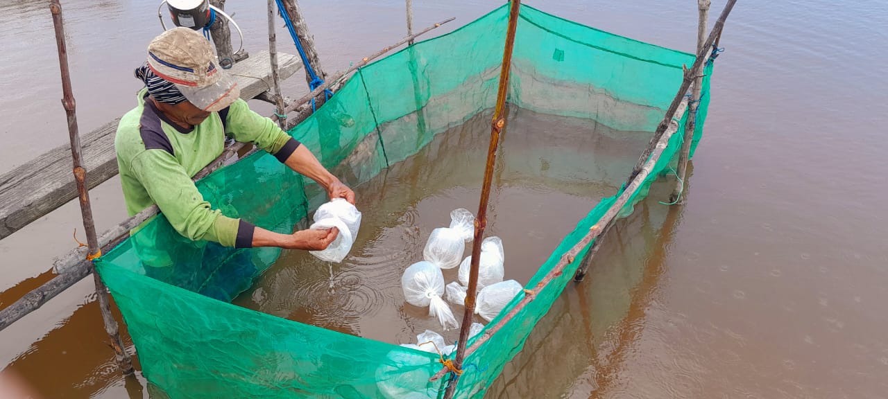 Gubernur Kalteng Beri Bantuan Benih Udang Windu Kepada Pokdakan Di Kab. Kobar